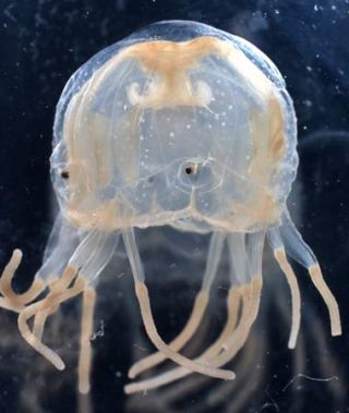 /pix/jellyfish.jpg